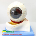 EYE05 (12529) Modelo de globo ocular Medical Anatomy, 5 veces su tamaño normal, 7 piezas, modelos de ojos, nariz, garganta y garganta&gt; Modelos de ojos